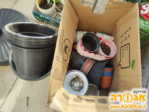 עציצים ודליי גינון+ עץ קלמנטינה קטן