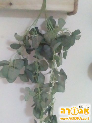 קיסוס (צמח מטפס) מלאכותי