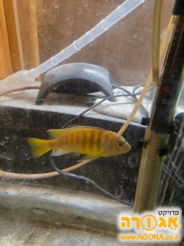 דג ציקליד