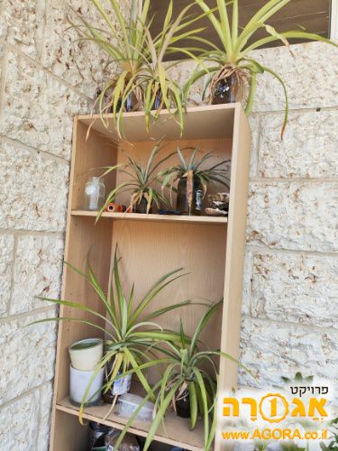 שתילי אננס