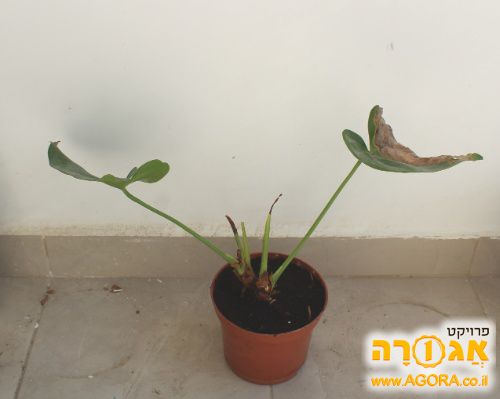 עציץ אונטריום