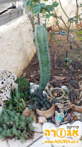 קקטוס
