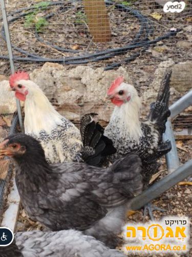 3 תרנגולות