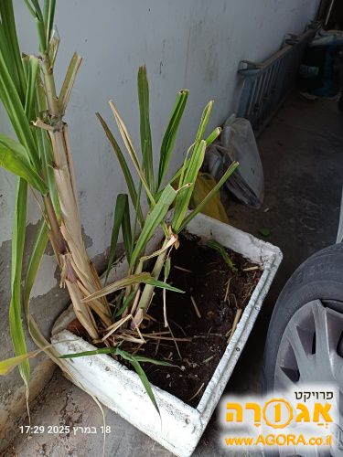 שתילי קנה סוכר