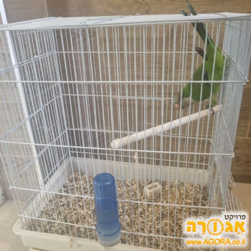 תוכי
