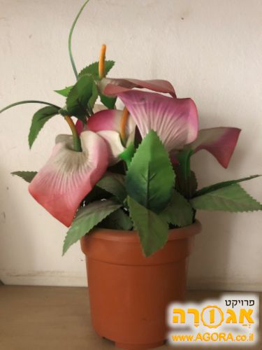 עציץ מפלסטיק
