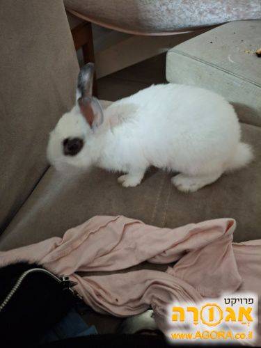 ארנבת בת חודשיים