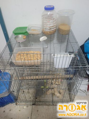 כלוב לתוכים