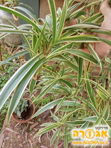 ייחורים של ירקה