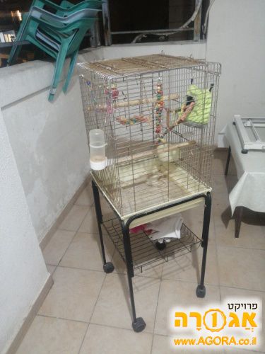 כלוב לתוכי