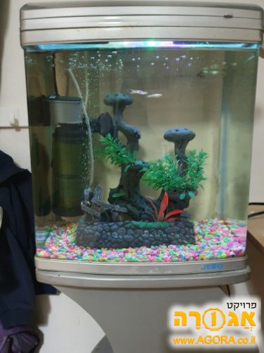 אקווריום + דגים
