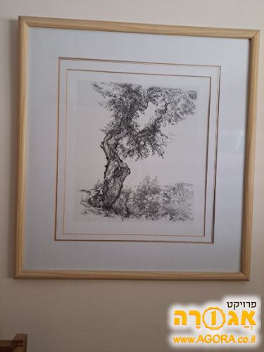 תמונה