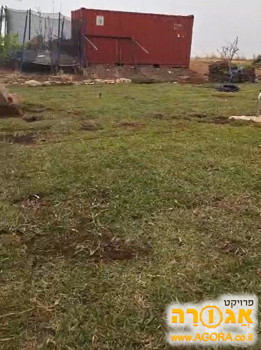 דשא חי