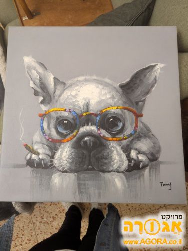 תמונה של כלב