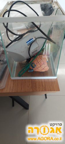 אקווריום קטן