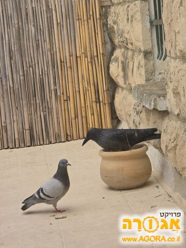 עורב מרחיק יונים