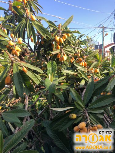 שסק