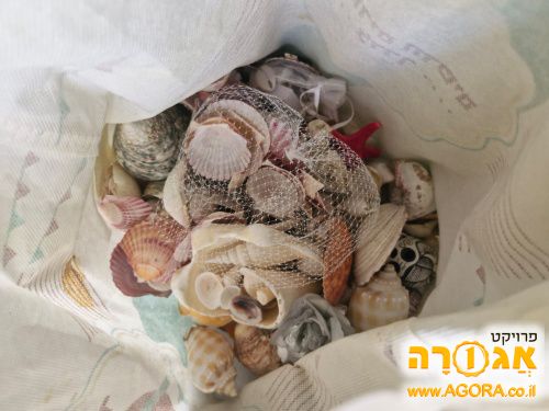 צדפים ליצירה