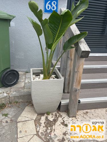 עציץ
