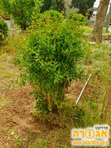 1 עצי רימונים