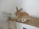 ארנבת