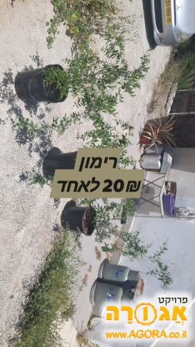 שתיל רימון
