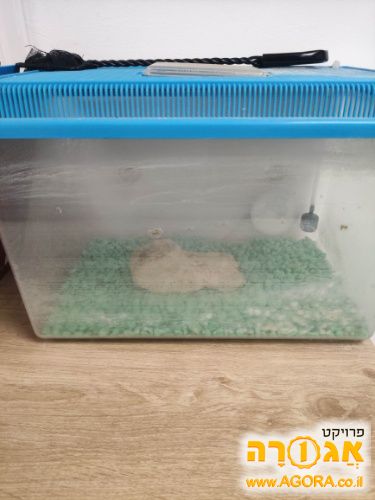 אקווריום
