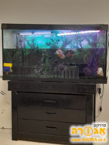 אקוריום