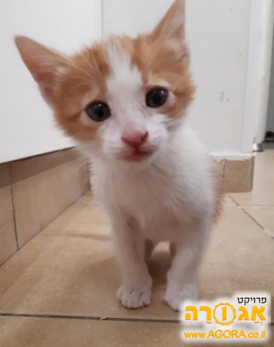 חתולתול קטן ומתוק