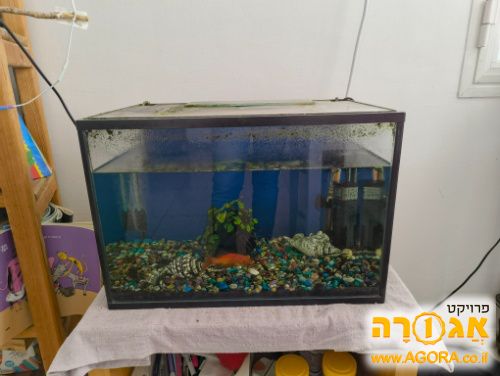 אקווריום עם דגים