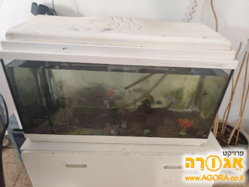 אקווריום