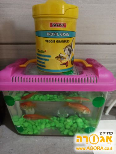 דגי זהב