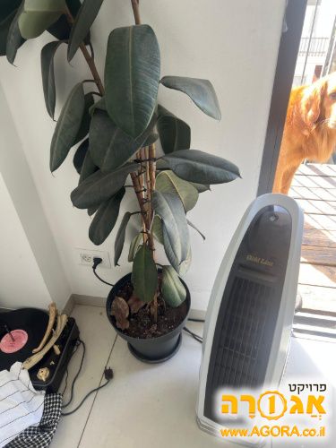 מאוורר ריצפתי חזק