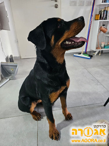 גורה מושלמת