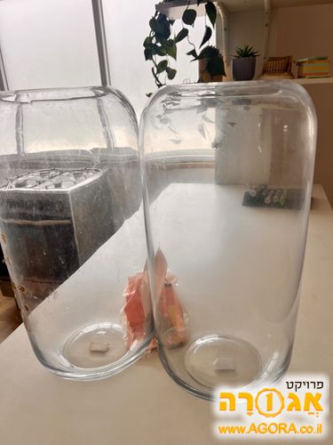 צנצנות