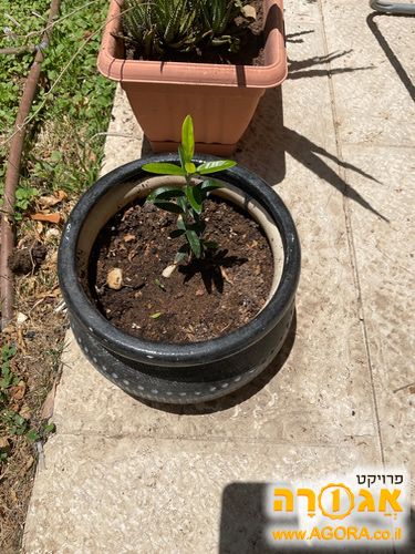 עציץ