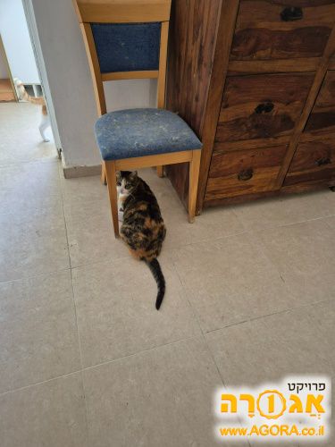 שידה מעץ
