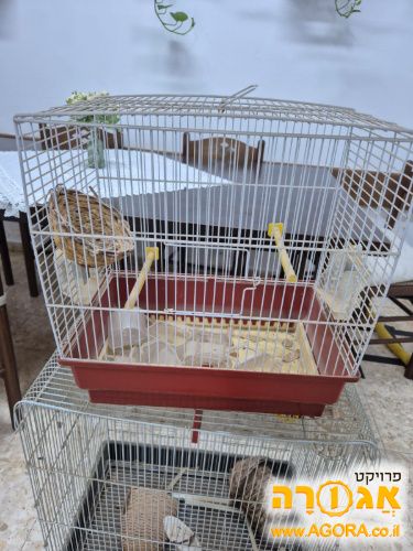 כלוב ציפורים קטן