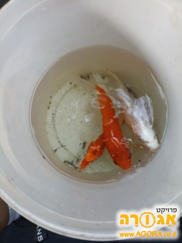 דגים