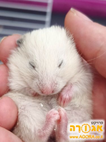 אוגרות סוריות