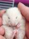אוגרות סוריות