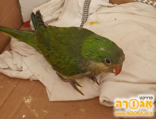 Young parrot