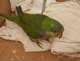 Young parrot