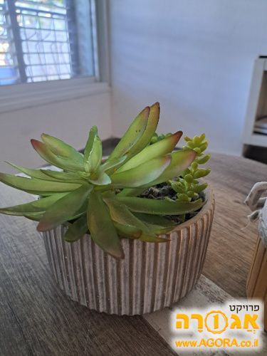 עציץ נוי