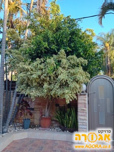 עץ פיקוס באדנית
