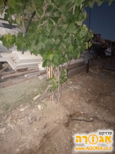 גפן בלדי גדולה לשתילה