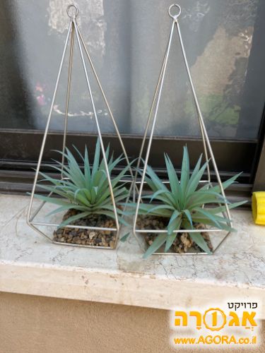 עציצי נוי