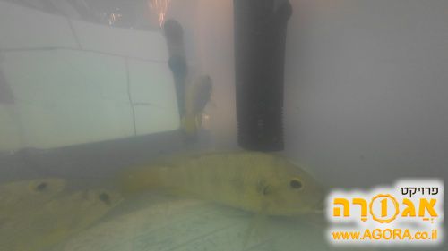 דגי אמנון (מושט) חיים לאקווריום