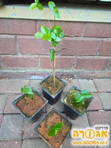 שתילים של פיטנגו יפים ובריאים