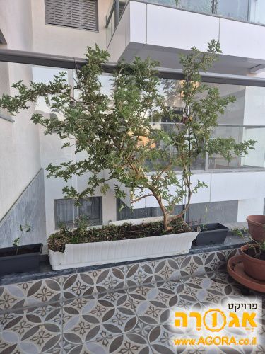 גרניום ריחני. האדנית מתפרקת